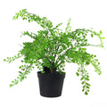 Artificial Fern Plant Pot Maidenhair Fern 35cm UK Plant-0