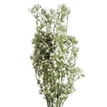Pack of 6 x 85cm Gypsophila White Stem-0