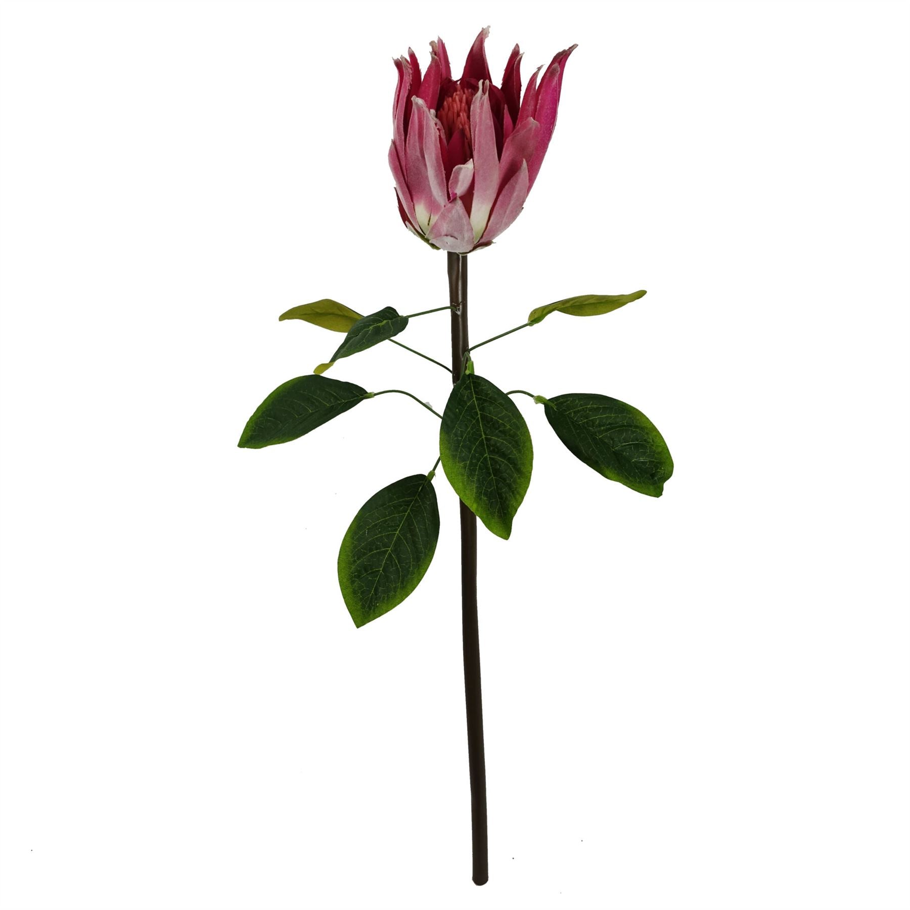 Pack of 6 x 65cm Protea Sugarbush Flower Stem - Pink-2