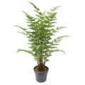 75cm Artificial Fern Plant-0