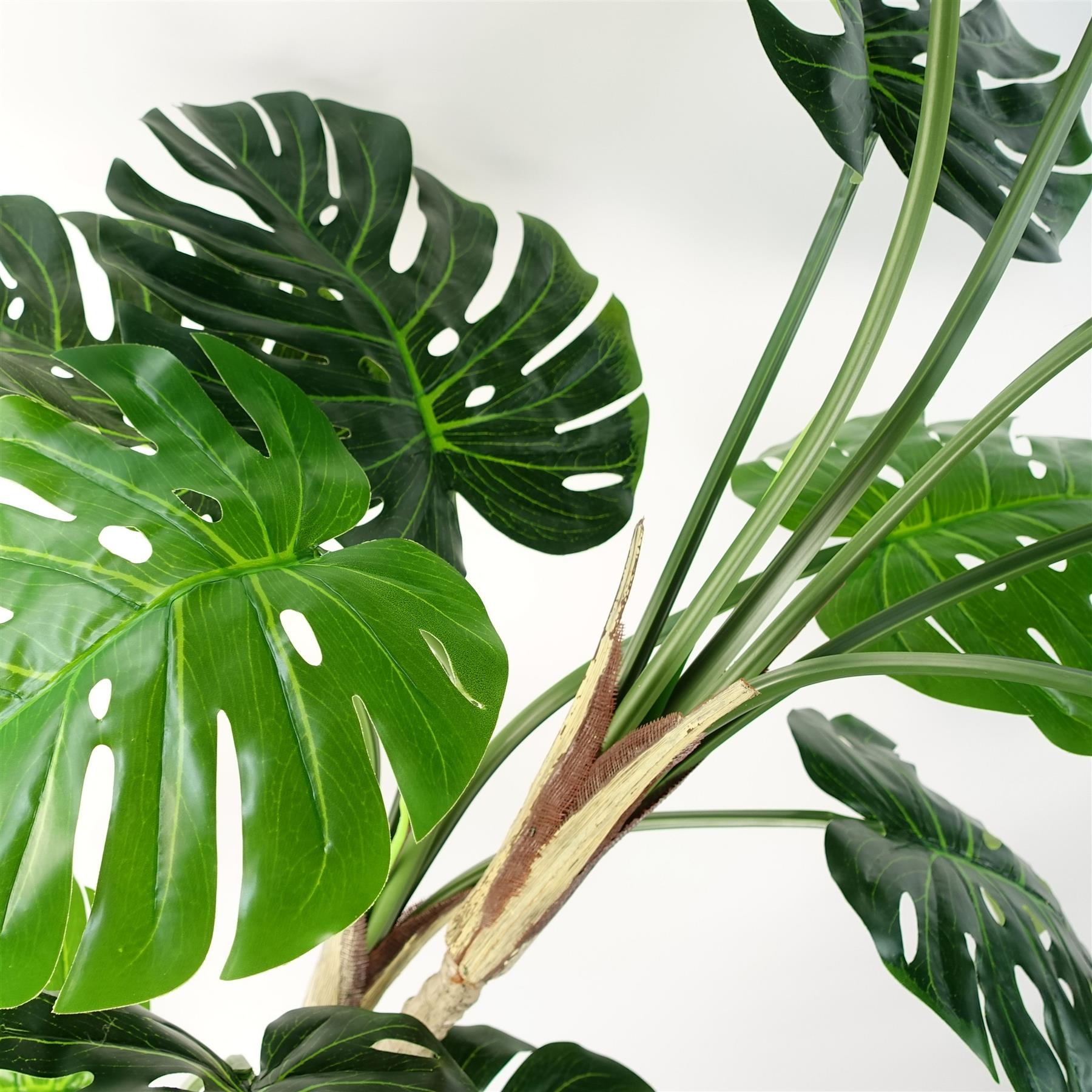 Luxury Monstera Cheese Plant Black Pot-4