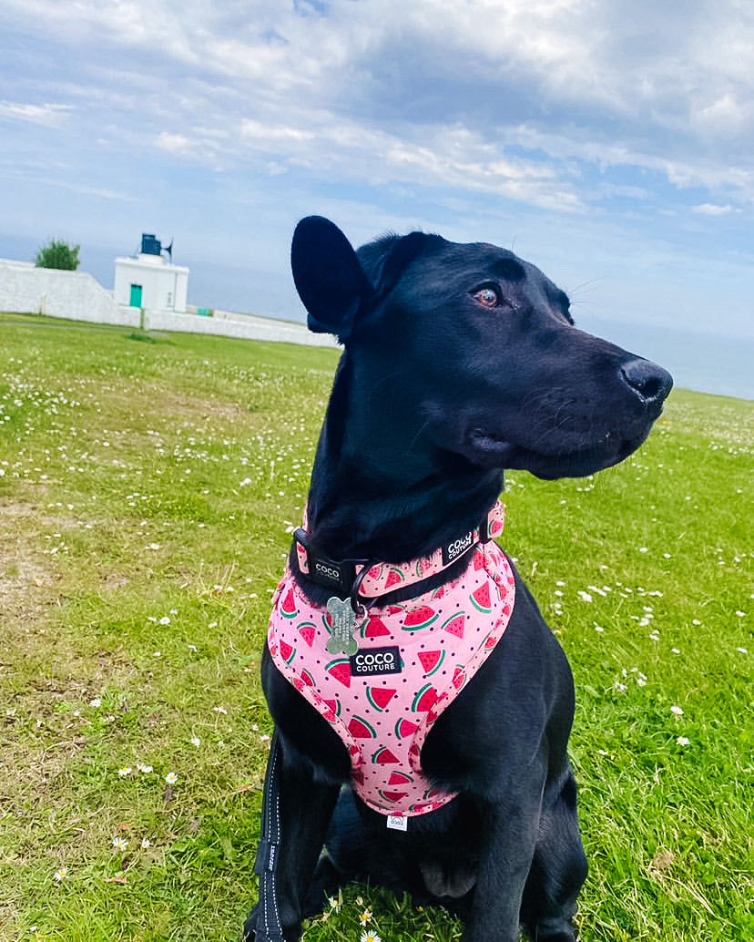 One in a Melon Adjustable Dog Harness – by Coco Couture
