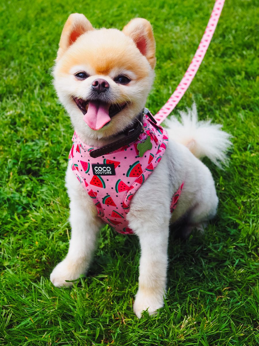 One in a Melon Adjustable Dog Harness – by Coco Couture