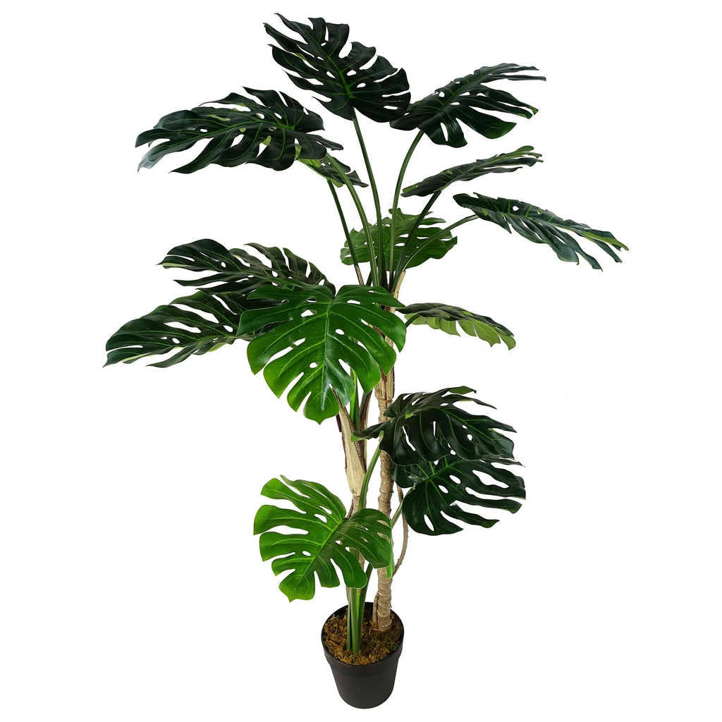 Luxury Monstera Cheese Plant Black Pot-0