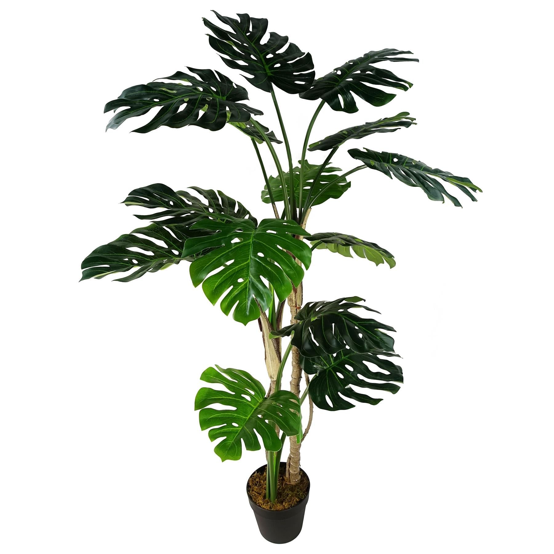 Luxury Monstera Cheese Plant Black Pot-0