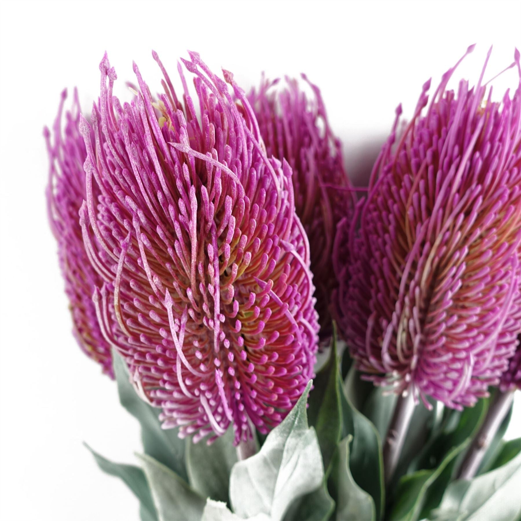 Pack of 6 x 75cm Banksia Menziesii Pink Flower Stem Artificial-4