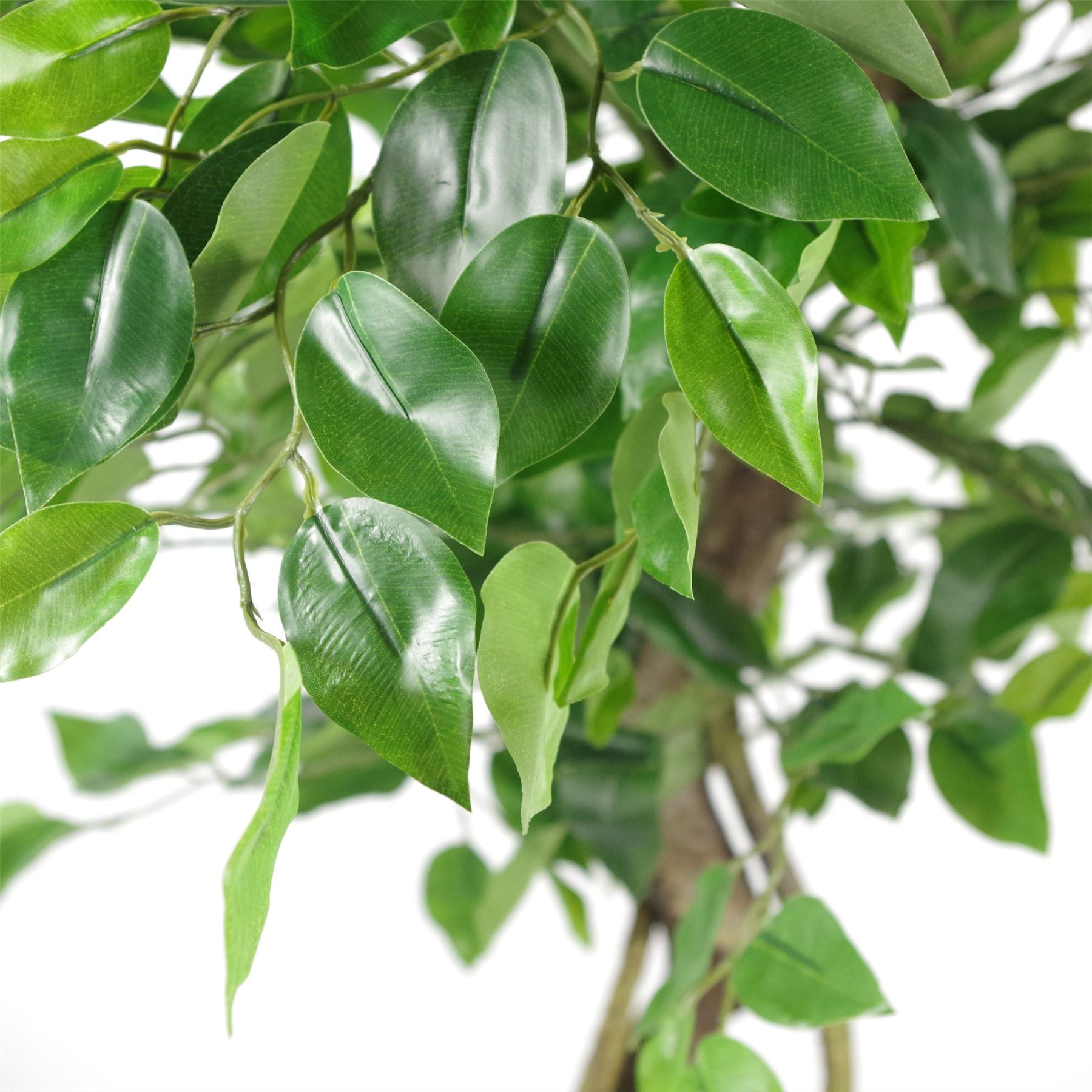 Large Artificial Japanese Fruticosa Ficus Tree Silver 120cm 4ft Realistic Botanik-1