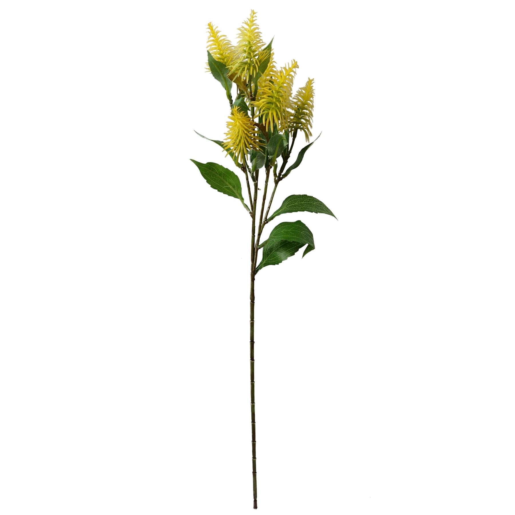 Pack of 6 x 55cm Callistemon Pallidus Yellow Bottle Brush Stem-2
