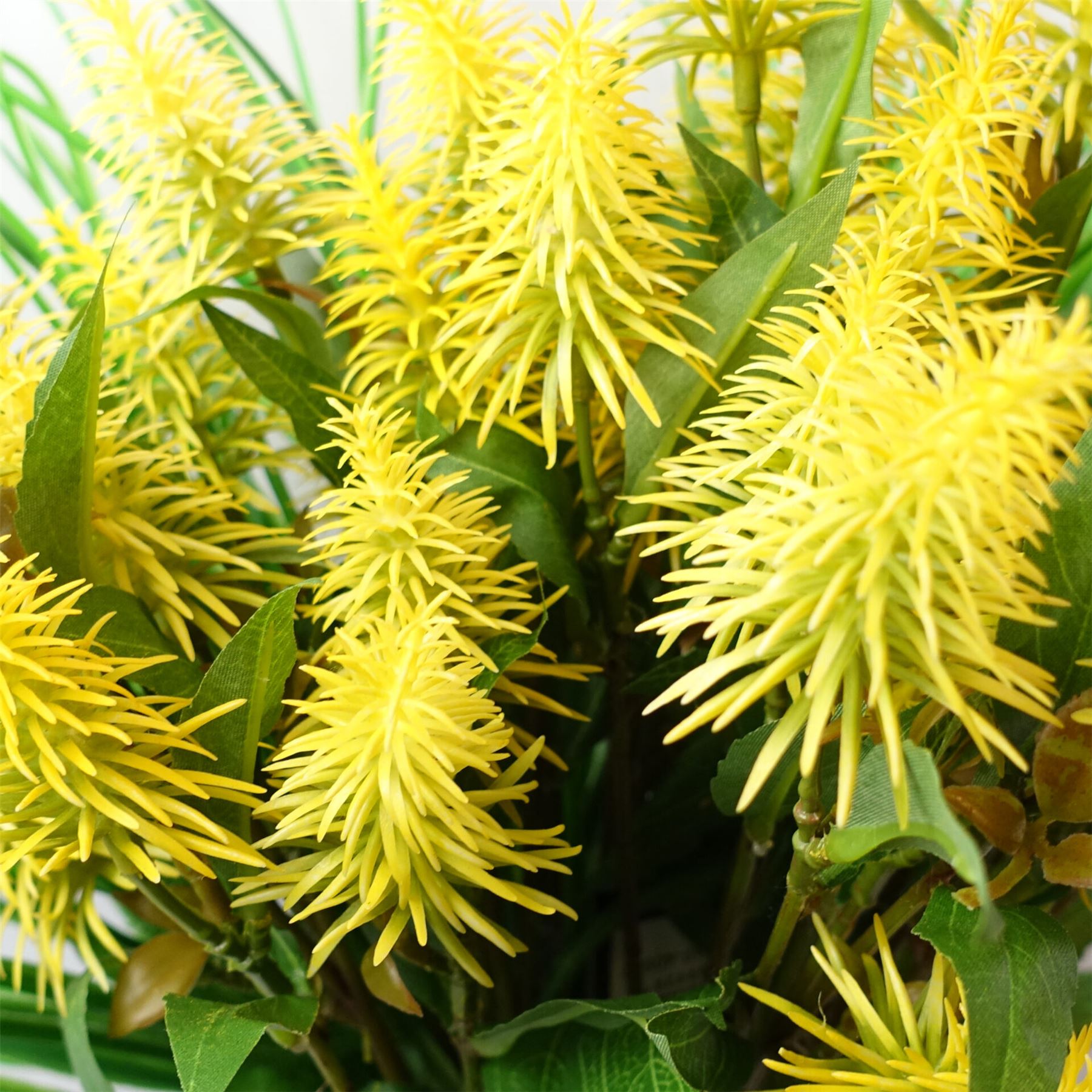 Pack of 6 x 55cm Callistemon Pallidus Yellow Bottle Brush Stem-3