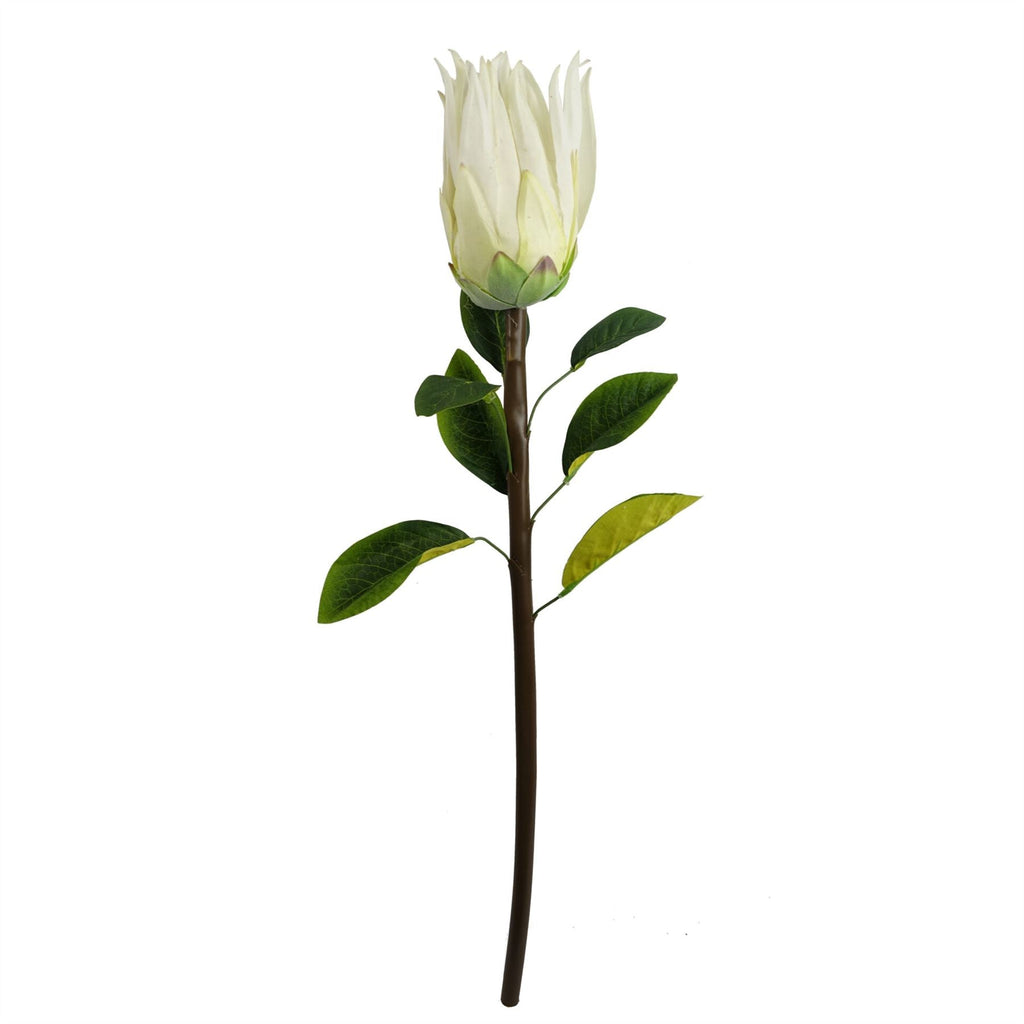 Pack of 6 x 65cm Protea Sugarbush Flower Stem - White-1