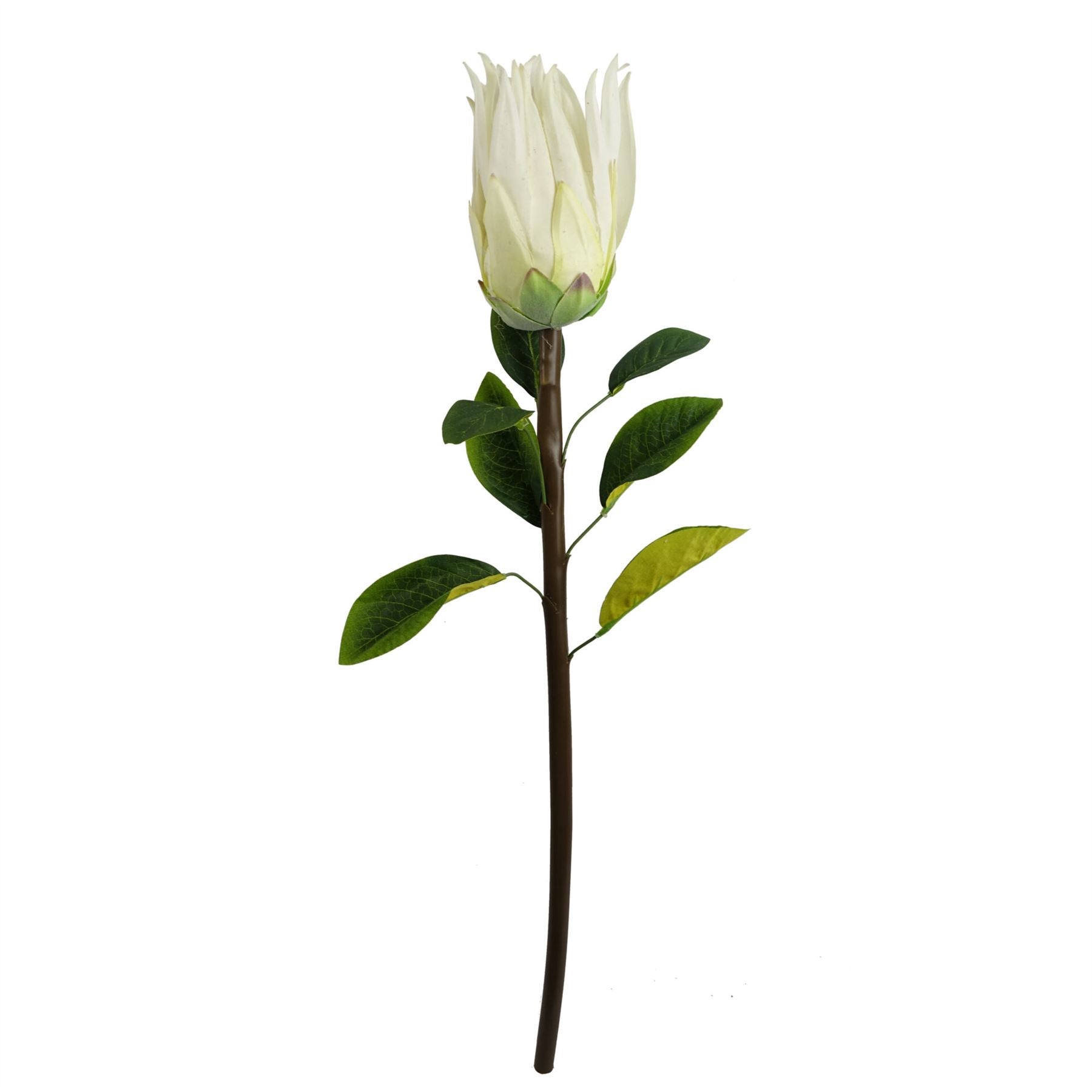 Pack of 6 x 65cm Protea Sugarbush Flower Stem - White-1