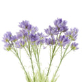 Pack of 6 x Artificial Flowers Purple Starflower Stem - 5 Flowers 60cm-0