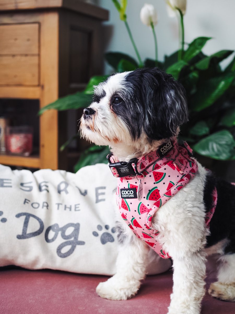 One in a Melon Adjustable Dog Harness – by Coco Couture