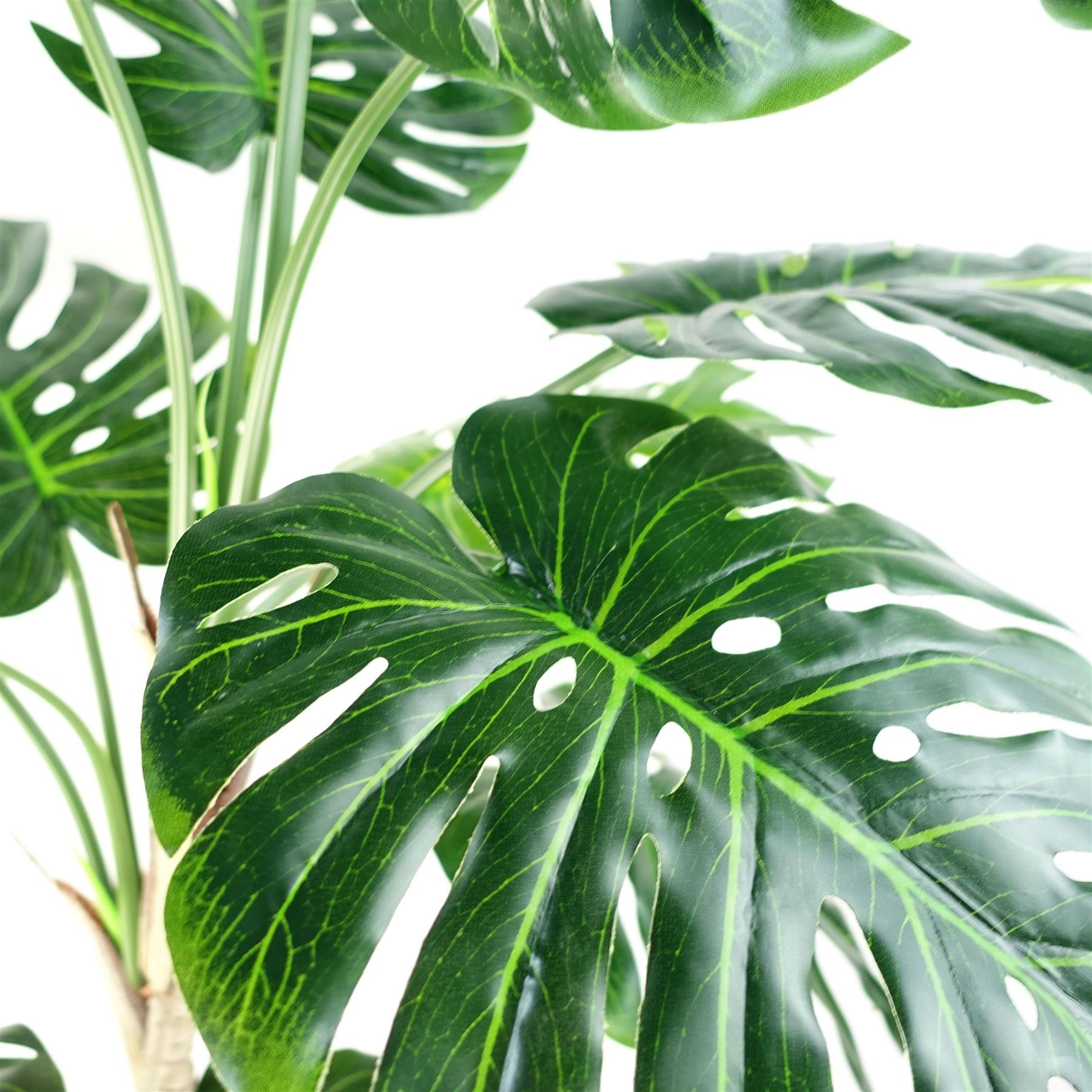 Luxury Monstera Cheese Plant Black Pot-1