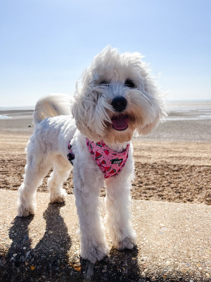 One in a Melon Adjustable Dog Harness – by Coco Couture