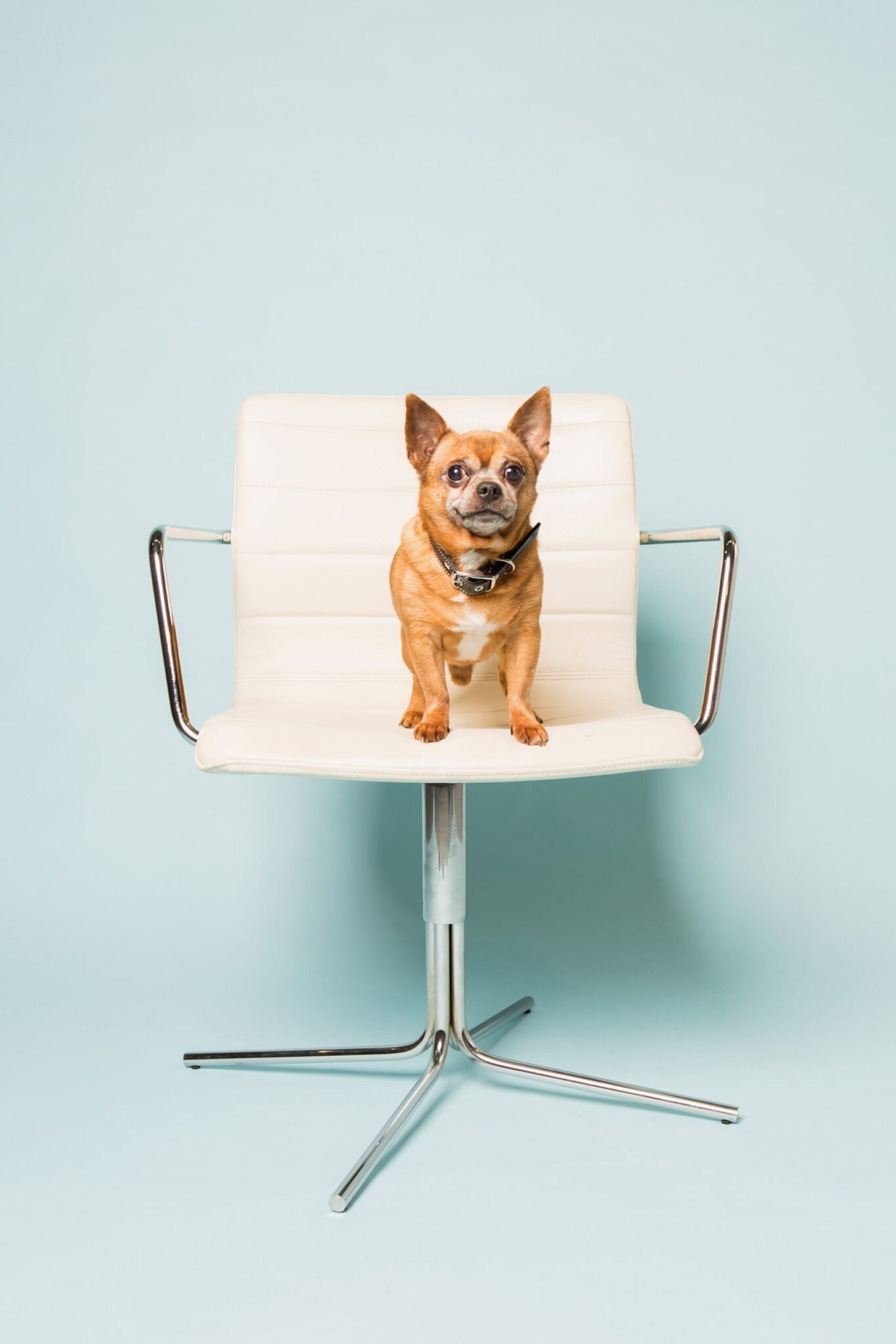 Classic Black Dog Collar (Vegan Apple Leather) – by Skylos Collective