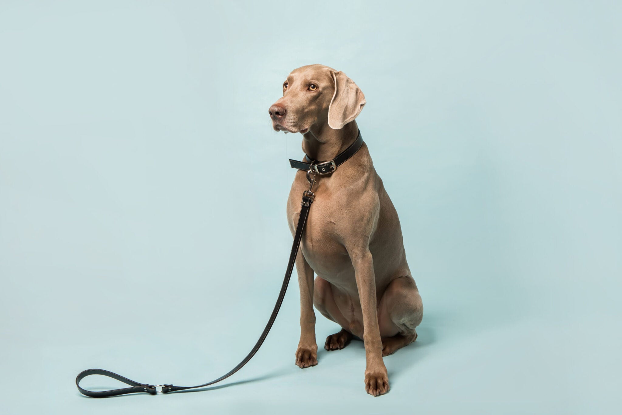 Classic Black Dog Collar (Vegan Apple Leather) – by Skylos Collective