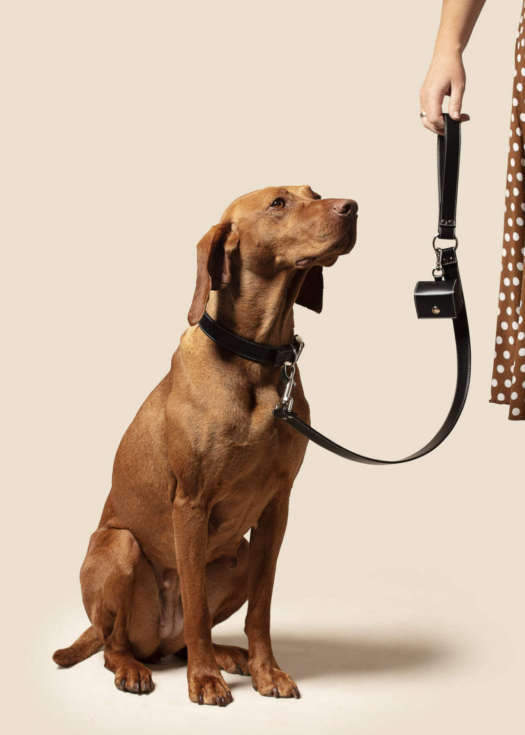 Classic Black Dog Collar (Vegan Apple Leather) – by Skylos Collective