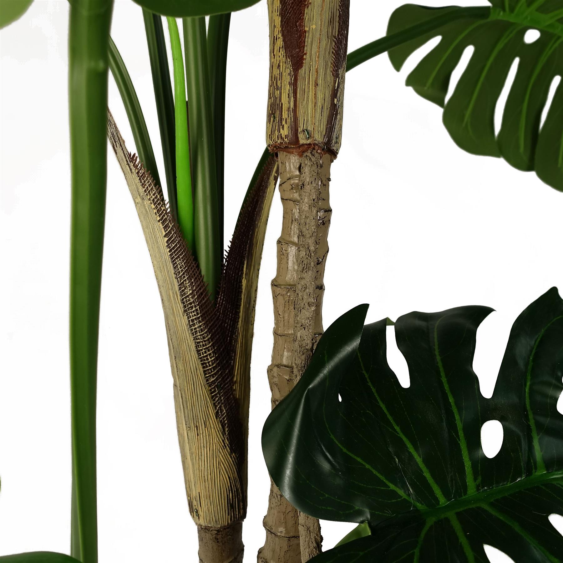 Luxury Monstera Cheese Plant Black Pot-2