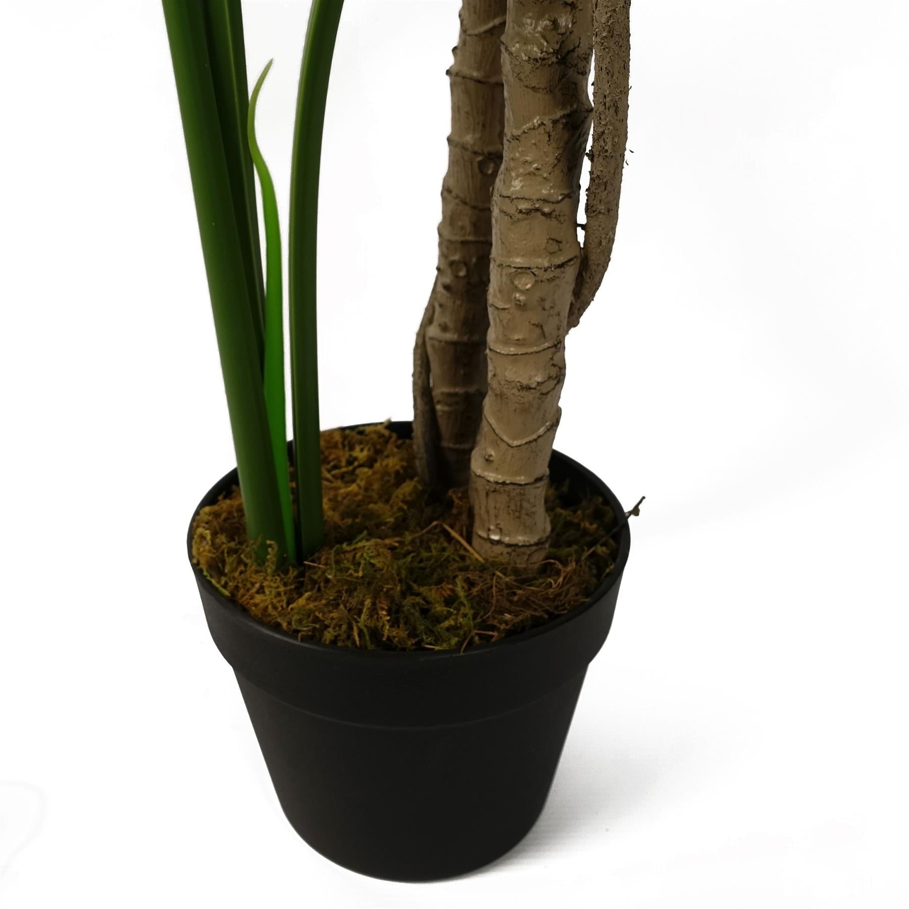 Luxury Monstera Cheese Plant Black Pot-3