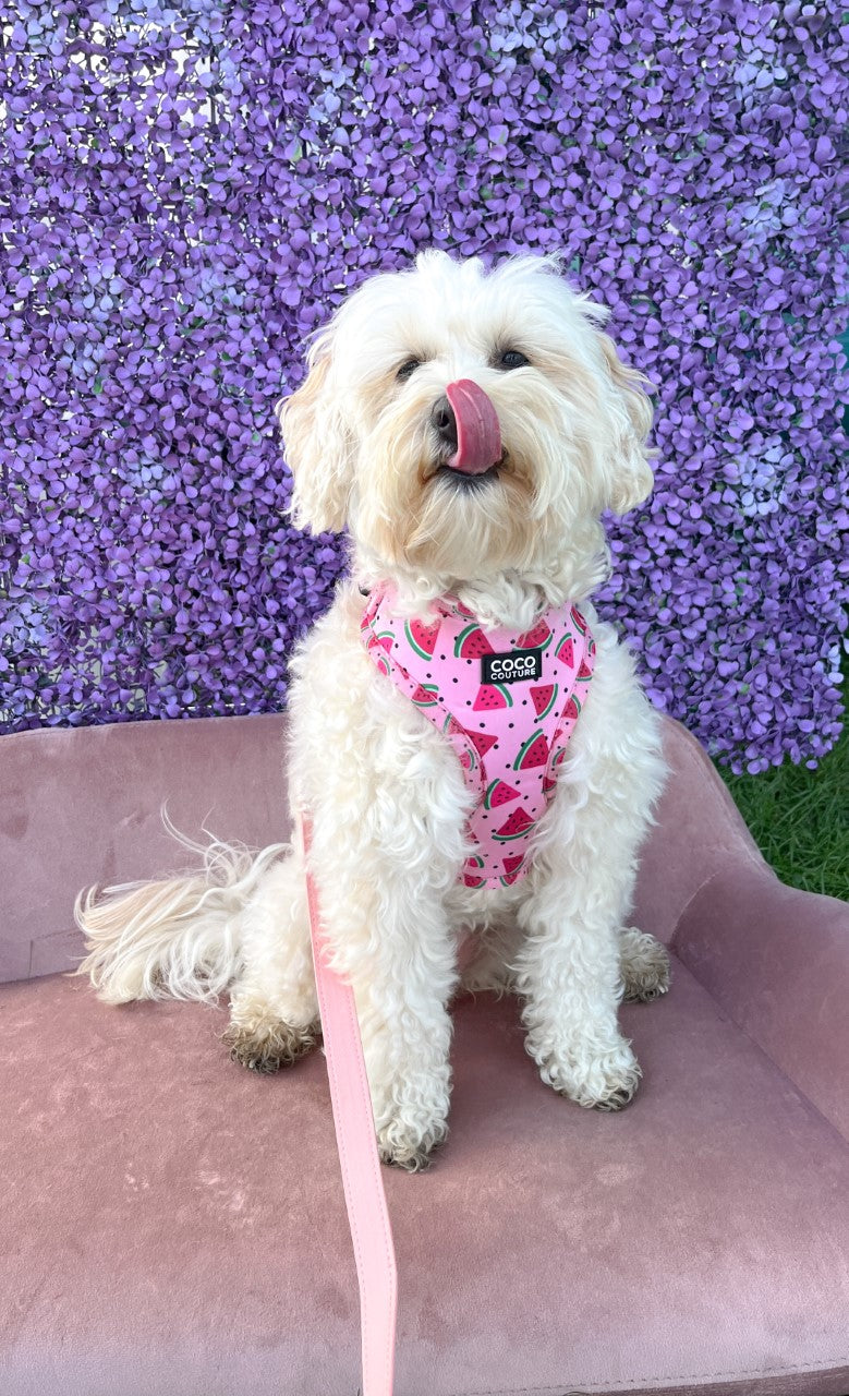 One in a Melon Adjustable Dog Harness – by Coco Couture