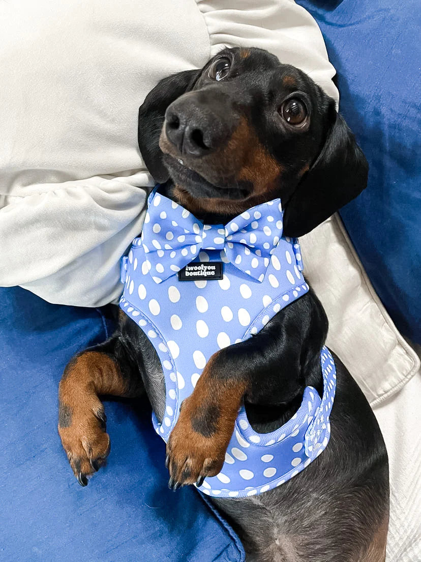 Polka Pups Set (Blue) by iWoofYouBoutique