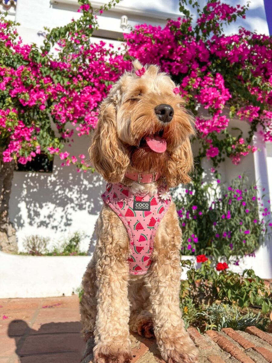 One in a Melon Adjustable Dog Harness – by Coco Couture