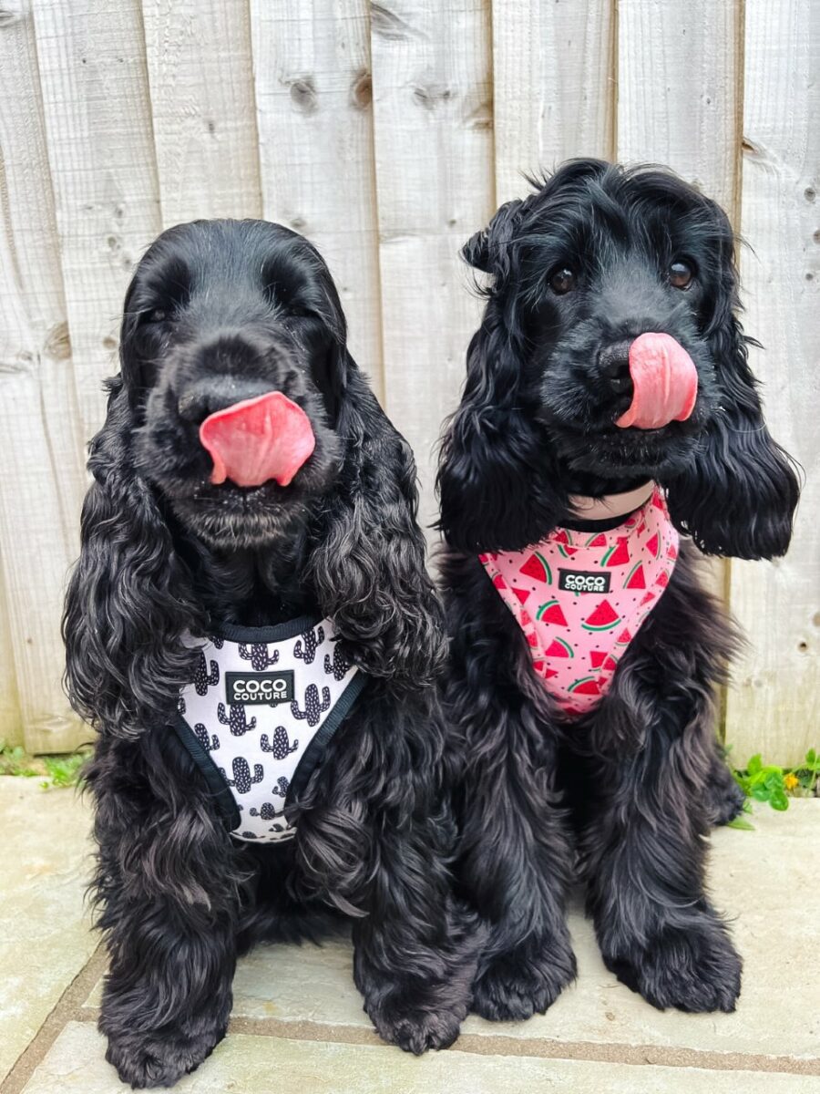 One in a Melon Adjustable Dog Harness – by Coco Couture