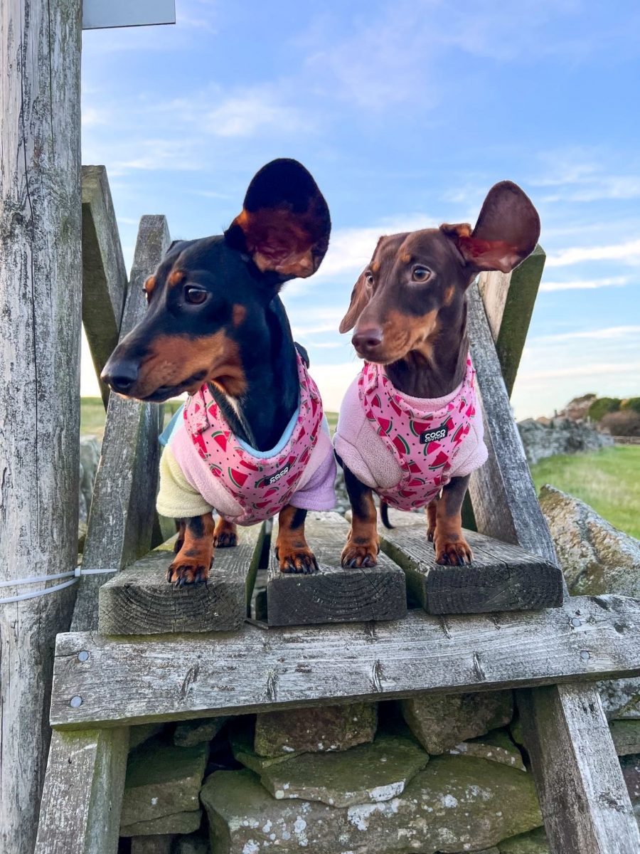 One in a Melon Adjustable Dog Harness – by Coco Couture