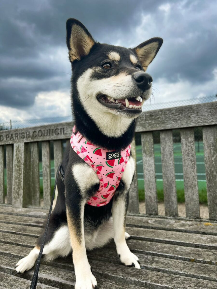 One in a Melon Adjustable Dog Harness – by Coco Couture